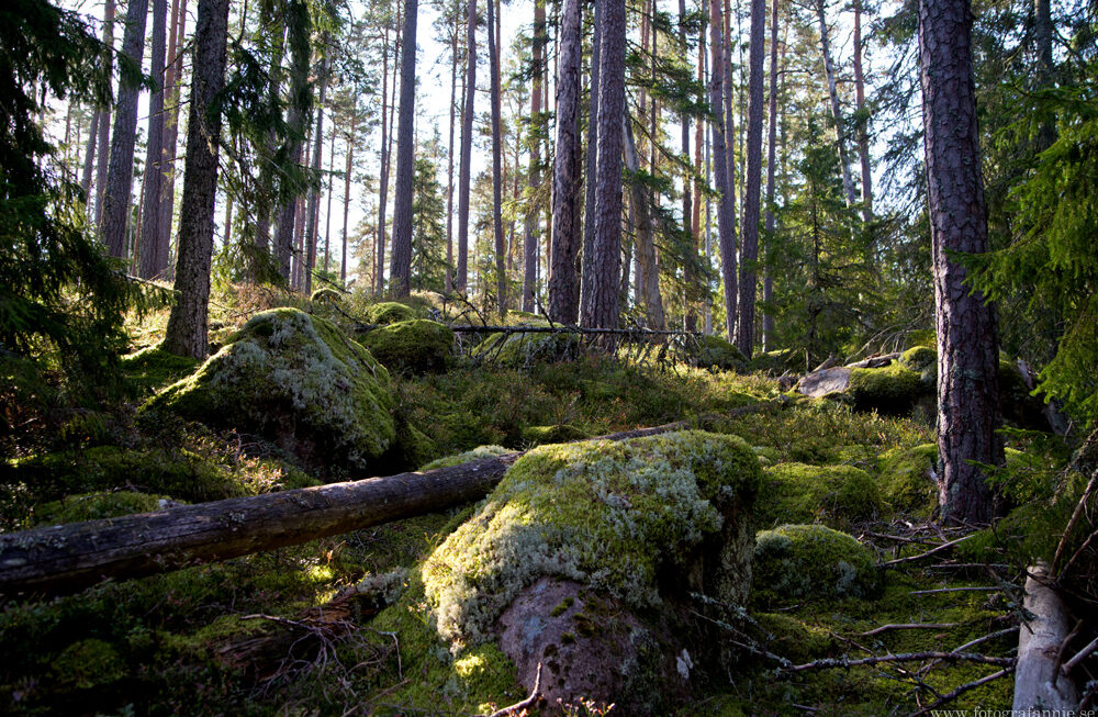 En småländsk trollskog