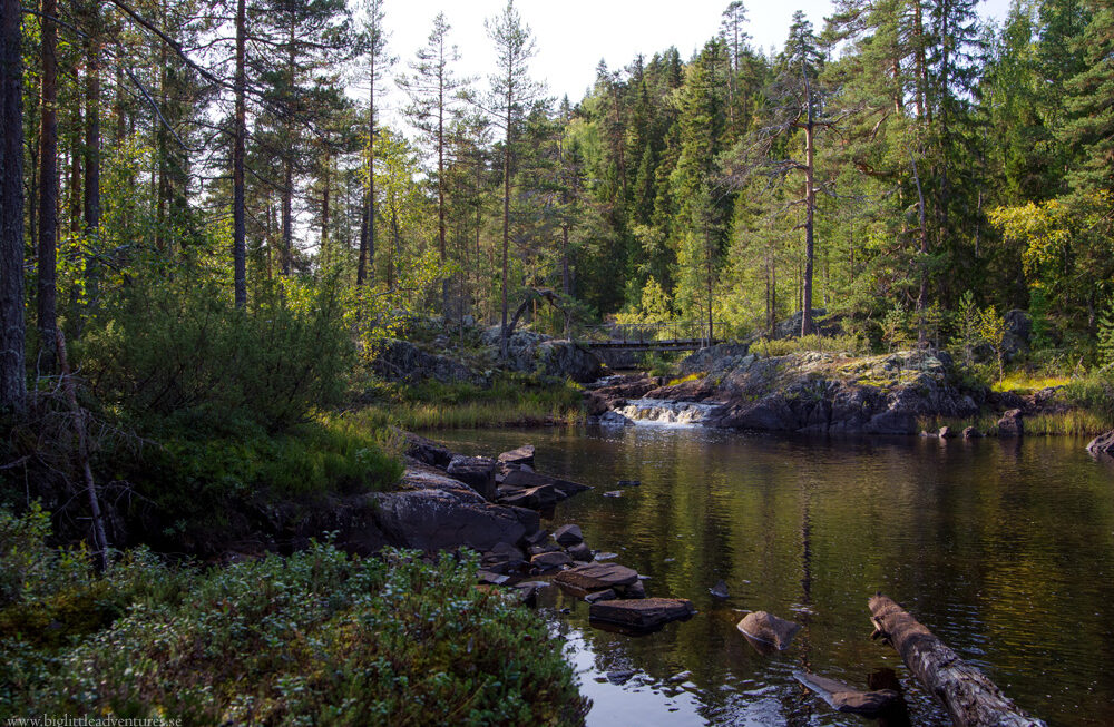 Urbergsbassäng i björntäta områden