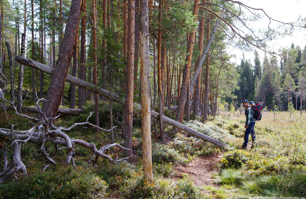 Barrurskog och myrlandskap