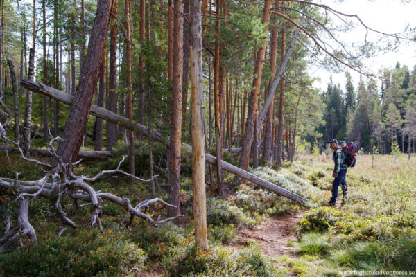 Barrurskog och myrlandskap