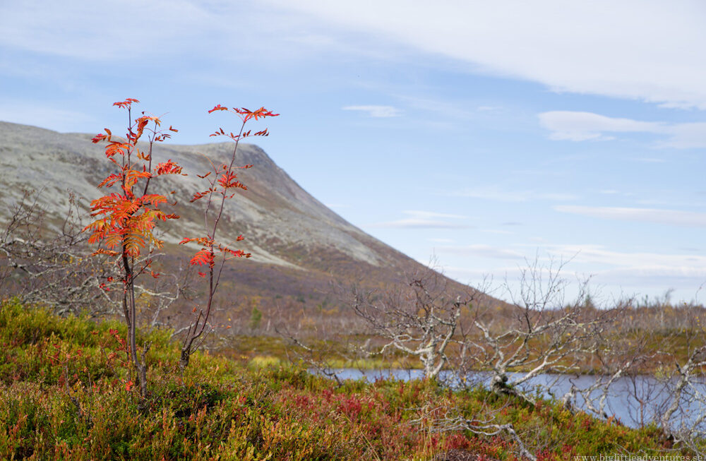 Vandring på höstfjäll